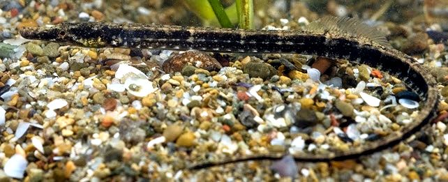 Syngnathus acus_03.jpg